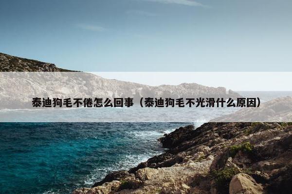 泰迪狗毛不倦怎么回事（泰迪狗毛不光滑什么原因）