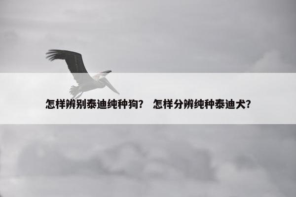 怎样辨别泰迪纯种狗？ 怎样分辨纯种泰迪犬？