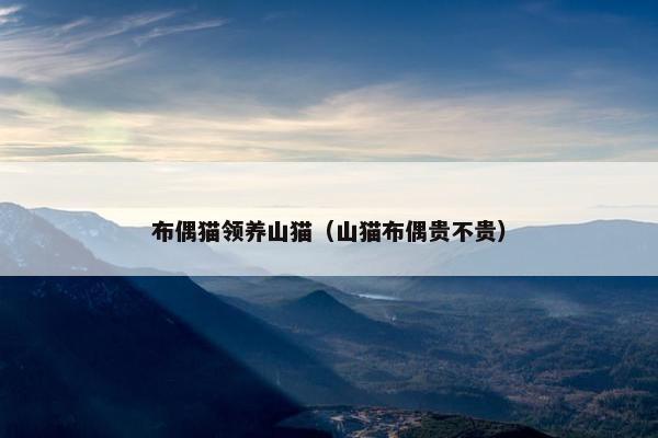 布偶猫领养山猫（山猫布偶贵不贵）