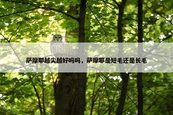 萨摩耶越尖越好吗吗，萨摩耶是短毛还是长毛