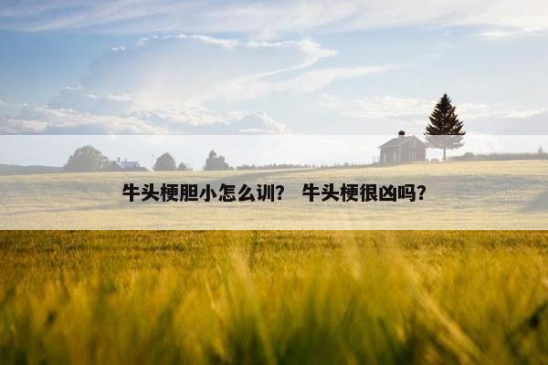 牛头梗胆小怎么训？ 牛头梗很凶吗？