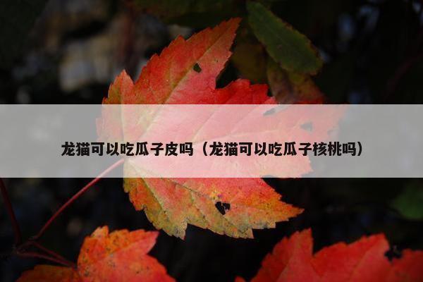 龙猫可以吃瓜子皮吗（龙猫可以吃瓜子核桃吗）