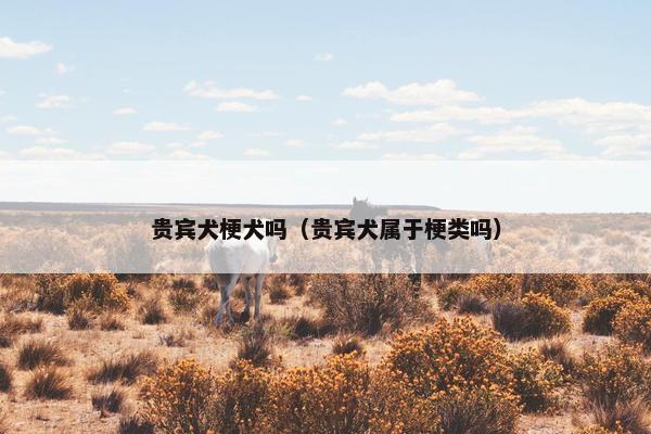 贵宾犬梗犬吗（贵宾犬属于梗类吗）