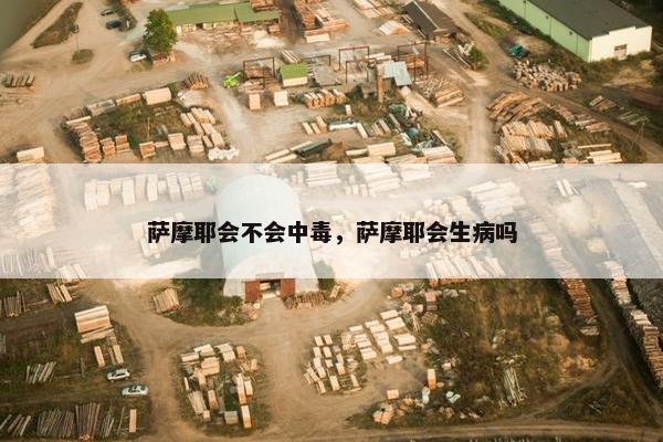 萨摩耶会不会中毒，萨摩耶会生病吗