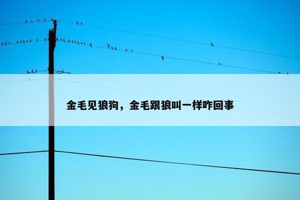 金毛见狼狗，金毛跟狼叫一样咋回事