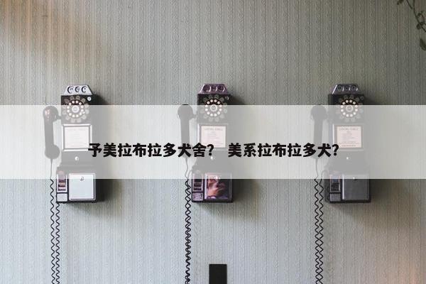 予美拉布拉多犬舍？ 美系拉布拉多犬？