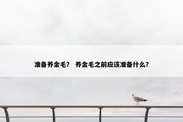 准备养金毛？ 养金毛之前应该准备什么？
