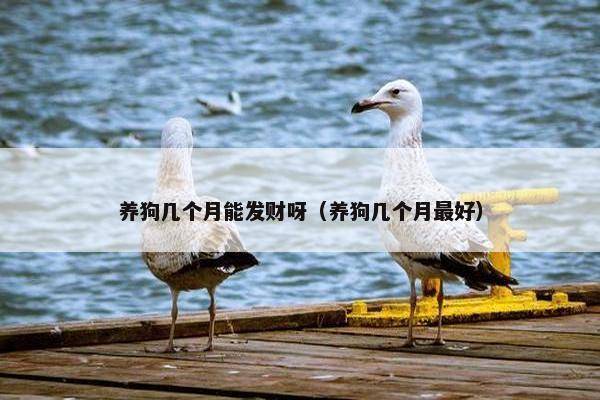 养狗几个月能发财呀（养狗几个月最好）