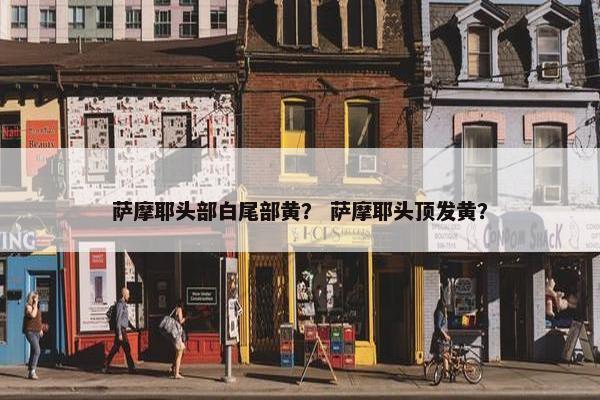 萨摩耶头部白尾部黄？ 萨摩耶头顶发黄？