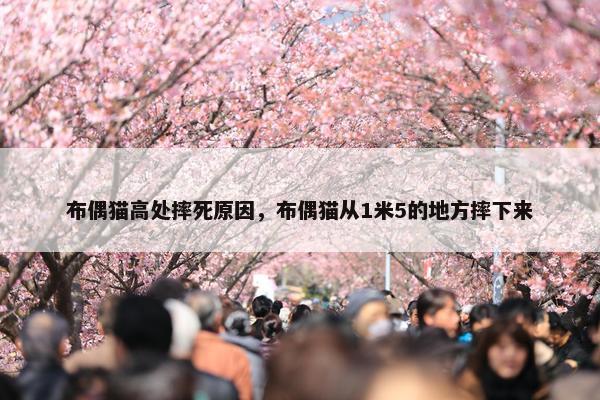 布偶猫高处摔死原因，布偶猫从1米5的地方摔下来