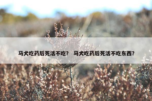 马犬吃药后死活不吃？ 马犬吃药后死活不吃东西？