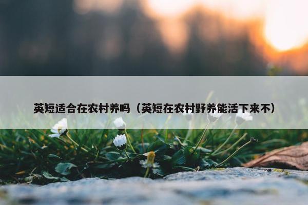 英短适合在农村养吗（英短在农村野养能活下来不）