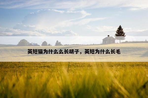 英短猫为什么么长胡子，英短为什么长毛