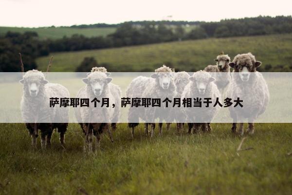 萨摩耶四个月，萨摩耶四个月相当于人多大