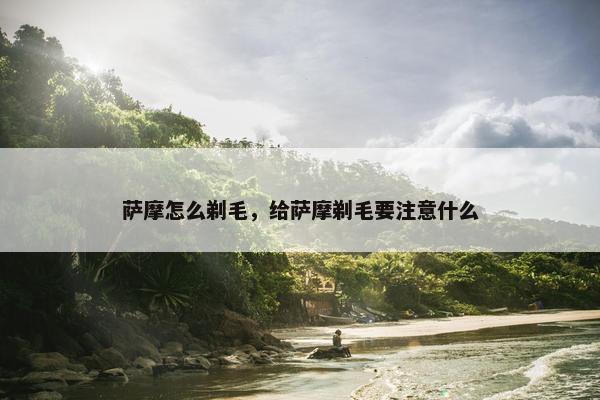 萨摩怎么剃毛，给萨摩剃毛要注意什么