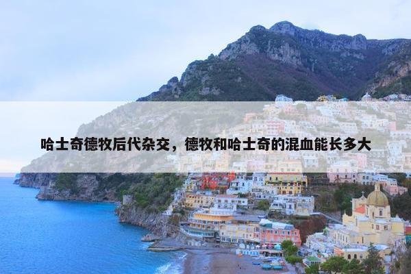 哈士奇德牧后代杂交，德牧和哈士奇的混血能长多大