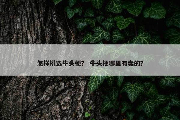 怎样挑选牛头梗？ 牛头梗哪里有卖的？