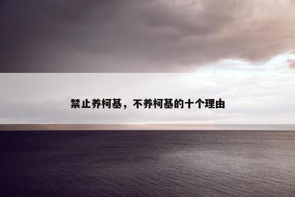 禁止养柯基，不养柯基的十个理由