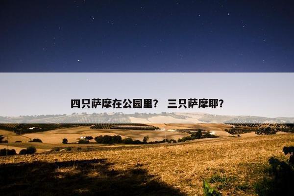 四只萨摩在公园里？ 三只萨摩耶？