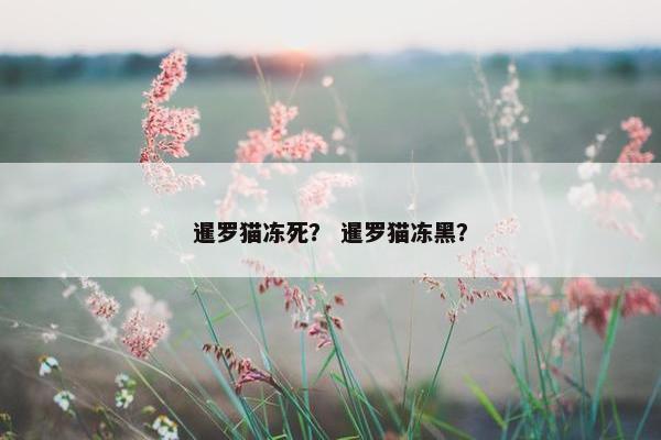 暹罗猫冻死？ 暹罗猫冻黑？