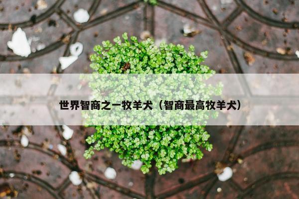 世界智商之一牧羊犬（智商最高牧羊犬）