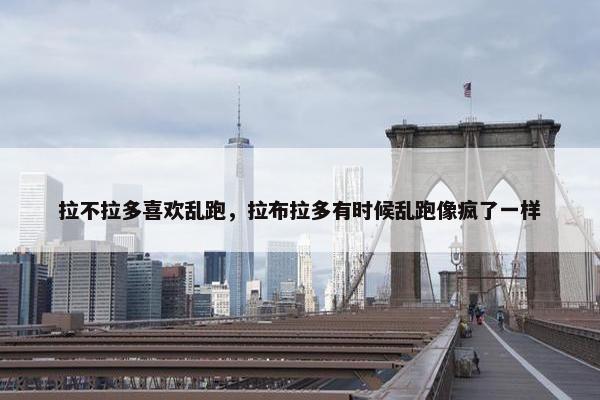 拉不拉多喜欢乱跑，拉布拉多有时候乱跑像疯了一样