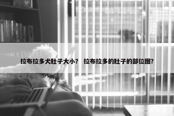 拉布拉多犬肚子大小？ 拉布拉多的肚子的部位图？