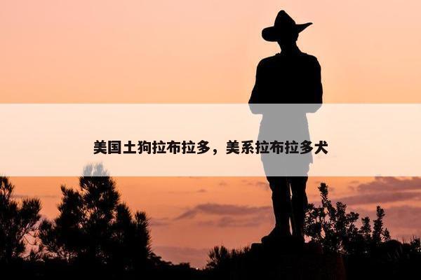 美国土狗拉布拉多，美系拉布拉多犬