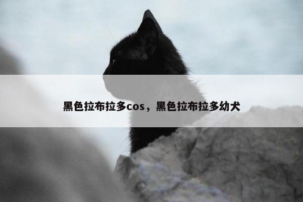 黑色拉布拉多cos，黑色拉布拉多幼犬