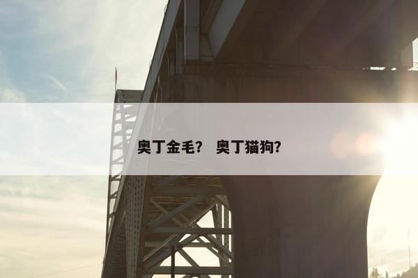 奥丁金毛？ 奥丁猫狗？