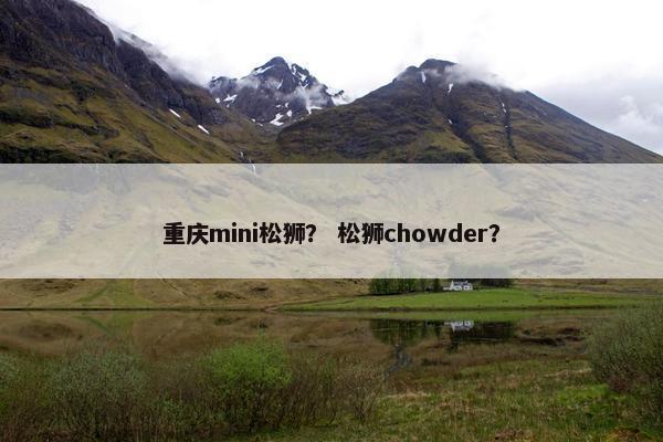 重庆mini松狮？ 松狮chowder？