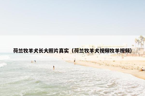 荷兰牧羊犬长大照片真实（荷兰牧羊犬视频牧羊视频）