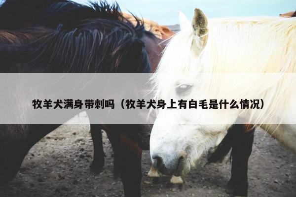 牧羊犬满身带刺吗（牧羊犬身上有白毛是什么情况）