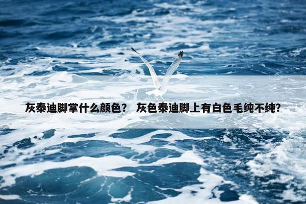 灰泰迪脚掌什么颜色？ 灰色泰迪脚上有白色毛纯不纯？