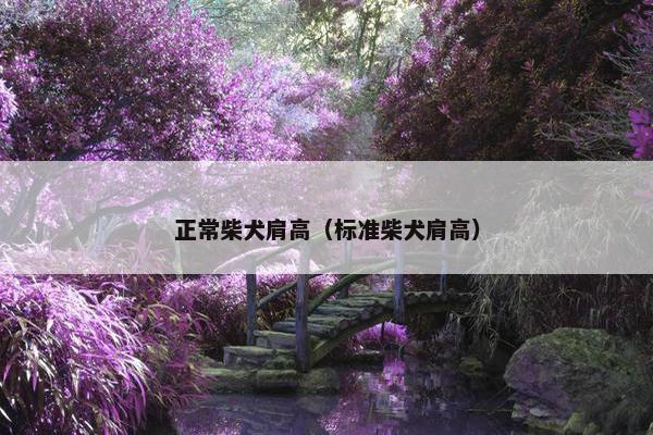 正常柴犬肩高（标准柴犬肩高）