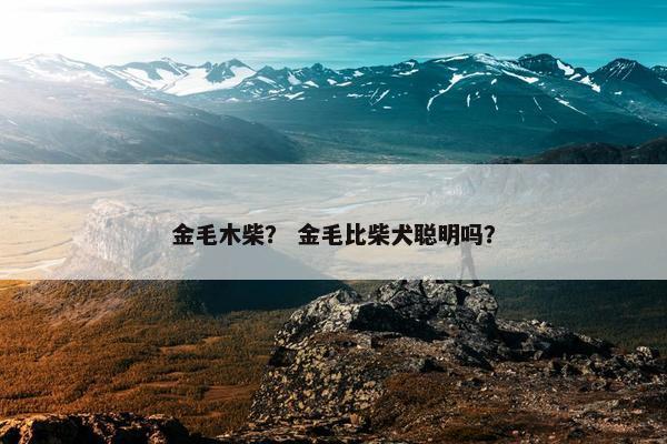 金毛木柴？ 金毛比柴犬聪明吗？