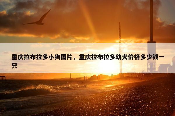 重庆拉布拉多小狗图片，重庆拉布拉多幼犬价格多少钱一只