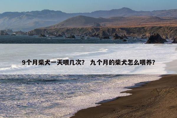 9个月柴犬一天喂几次？ 九个月的柴犬怎么喂养？