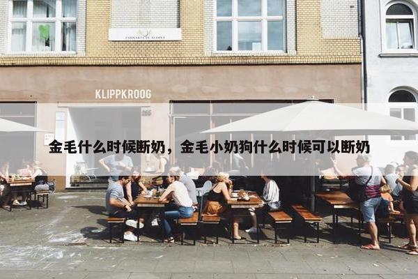 金毛什么时候断奶，金毛小奶狗什么时候可以断奶