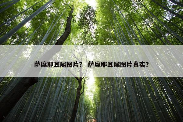 萨摩耶耳屎图片？ 萨摩耶耳屎图片真实？