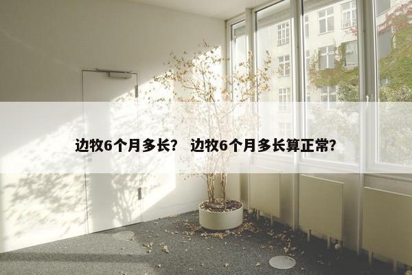 边牧6个月多长？ 边牧6个月多长算正常？