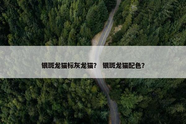 银斑龙猫标灰龙猫？ 银斑龙猫配色？
