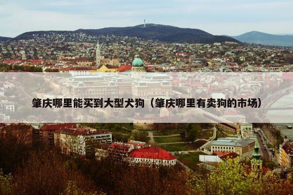 肇庆哪里能买到大型犬狗(肇庆哪里有卖狗的市场) 肇庆哪里能买到大型犬狗(肇庆哪里有卖狗的市场)
