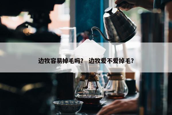 边牧容易掉毛吗？ 边牧爱不爱掉毛？