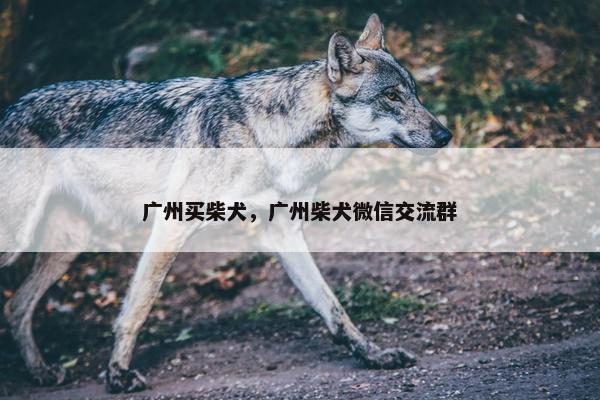 广州买柴犬，广州柴犬微信交流群