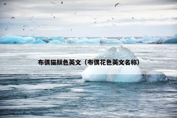 布偶猫颜色英文（布偶花色英文名称）