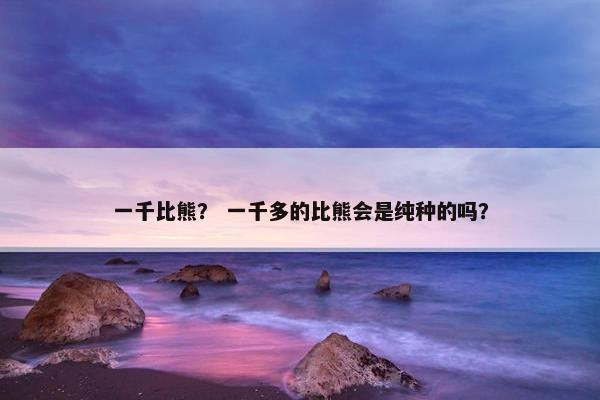 一千比熊？ 一千多的比熊会是纯种的吗？