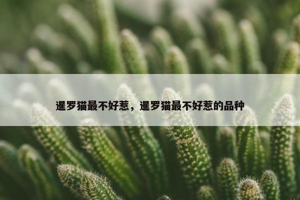 暹罗猫最不好惹，暹罗猫最不好惹的品种