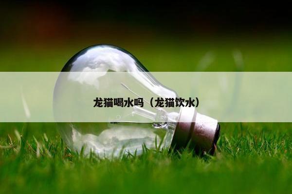 龙猫喝水吗（龙猫饮水）