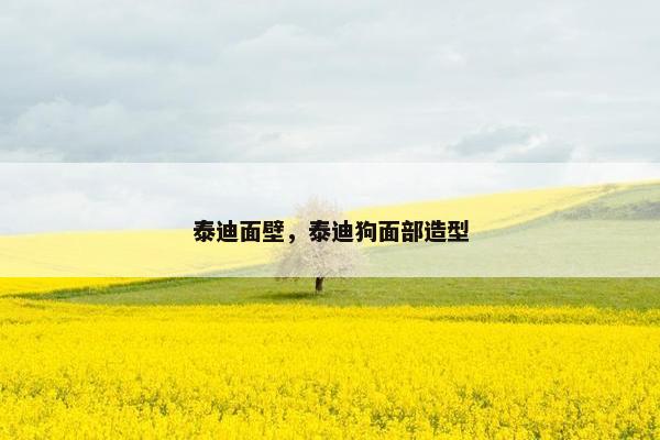 泰迪面壁，泰迪狗面部造型